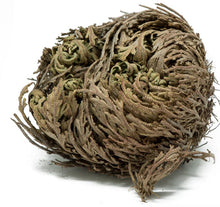  Rose of Jericho